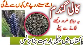 black wheat in Pakistan  // black wheat seeds available // black wheat price // #Blackwheat