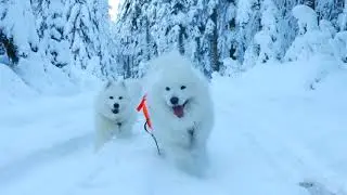Winter 2018 ~ Vasko & Lexie