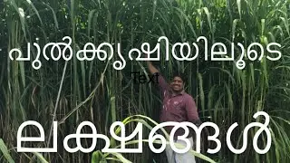 തീറ്റ പുൽ കൃഷി ലളിതമായ രീതിയിൽ കൃഷി ചെയ്യുന്ന രീതി | ARKKASA DAIRY & MIXED FARM
