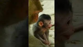 Monkey Shorts 2023/#Funny Videos Monkey #Shorts/ Short Monkeys.