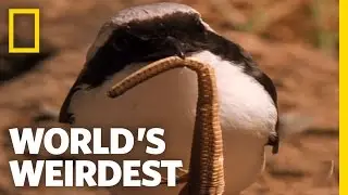 Cute Bird Impales Its Prey | World's Weirdest