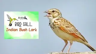 Indian Bush Lark Call || Indian Bush Lark Song || #indianbushlark || #BirdingGuRu