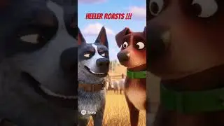 Kelpie #australiancattledog #funny #dog #roast #kelpie #youtubeshorts #youtube #blueheeler
