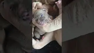 Fofinho demais olhos azuis. #pitmonster #pitbull #canil #cachorros #filhotes