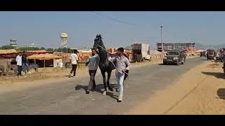 the charismatic black horse #horse