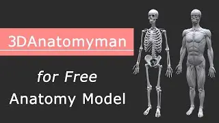 【3DAnatomyman】Free Anatomy 3D Model [Skin, Muscle, Skeleton, Internal]