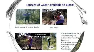 The Significance of Rooting Depth in Perth's Banksias