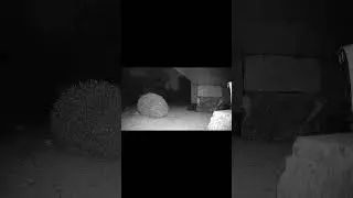 We Can Do This Peacefully Or The Hard Way #wildlife #closeup #hedgehog #foxlife