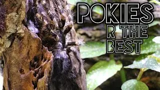 Новые декоративные тарантулы &mdash; Poecilotheria &laquo;POKIES &mdash; ЛУЧШИЕ&raquo;