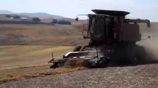 2011 Lentil Harvest