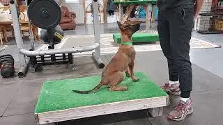 Goal Obedience 14 Weeks