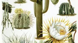VARIETY OF CACTUS 🌵🌵🌵#uae