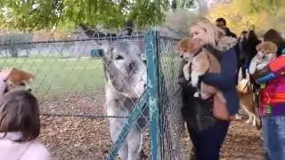 Chiot akita inu 7 - 9 semaines