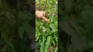 June plot tour (filmed by Will)