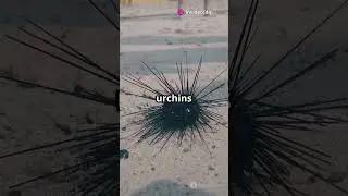 Sea Urchins Spiky Ocean Wonders! #shorts  #animals #funfacts #seaurchin