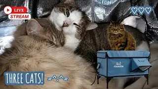 Lucky, Fluffy & Luxe, the stray cats get a good night's sleep in heated Clawsable cat beds. 😴💙 #cats
