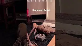 Banjo the bunny taking up Pepsi's room!