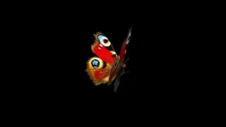 Flying Butterfly - Eurasian Peacock - Loop - Alpha channel