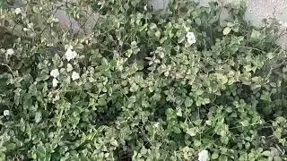 Small garden beautifull flowers Pink and white #nature #enjoy #flowers #colour 