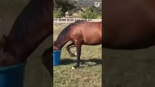 🔴 Funny horse wearing a plastic bucket 🐎 - PO Horses