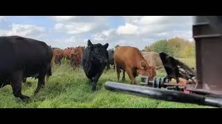 Letting the cows out Angus&Galloway