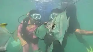 Scuba diving couple video by GoPro 12 #scubadiving #goa #couple #gopro 