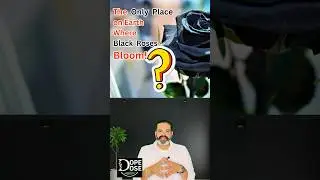 Is the Black Rose of Halfeti the RAREST Flower Ever?