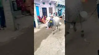 cow😎vide animal trand shorts#cowvideo#animal#trand#shorts#viral#DJ😎