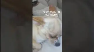 MI PILUNGUITA La epilepsia me la arrebato a los 2 meses