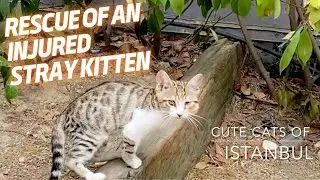Rescuing a Swollen-Faced Stray Kitten: Vet Visit