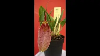 impollinazione Restrepia, &egrave; ufficialmente primavera, il risveglio della natura e delle orchidee
