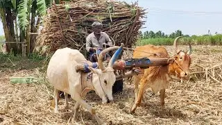 new Young's Bullock Cart Heavy load stuck in heavy load Sugarcane // Indian's buffalo videos