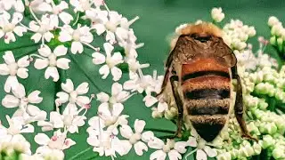 AMAZING BEE-HAVIOR ! How bees gather nectar from flower to flower!