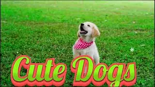 Cute Dogs #viral #catvideos  #video  #beautifuldogs