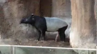 Happy Malayan Tapir