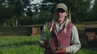 Cascade Timber Consulting - Forestry Seedling Cold Storage Alternative