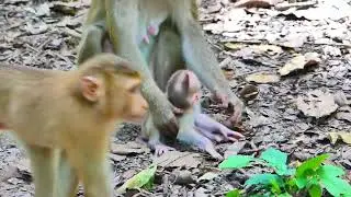 Lily cries Call Mom help while Joyce bit her🐒​ Libby & RB give Joyce some painful lessons to Joyce.