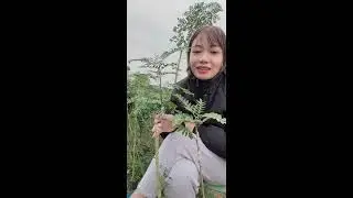 Cây giống bồ kết ghép 0349.610.612