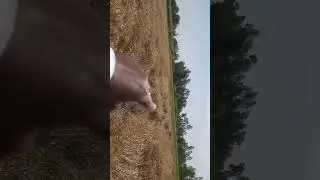 observation of wheat crop cultivated with IMC GROWTH BOOSTER (ONLY ONE SPRAYED)