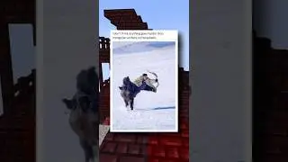 Мемы о самых мужественных мужчинах 💪
