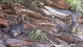 IDFG: Pneumonia outbreak found in bighorn sheep in Owyhee County