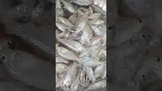 Rupchanda Fish Market Display | Premium Flat Fish | Stunning View #fin_cuts_tv #rupchandafish