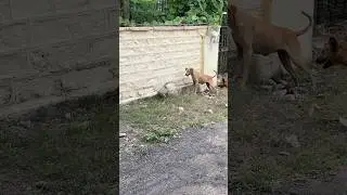 Dogs vs Monitor lizard! #nature