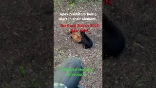 Deadly and Dangerous bears just below your tree stand