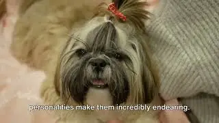Top 25 Most Beautiful Dog Breeds in the World