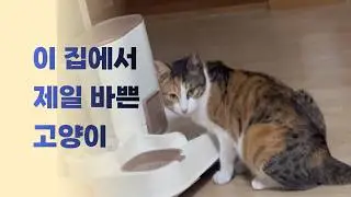 놀고 먹고 놀고 먹는 고양이 상팔자｜하루의 하루