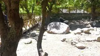 bamborait chitral