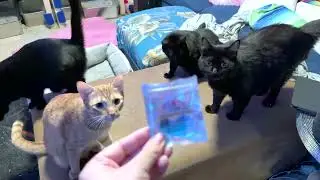 4 Cats Demand Treats, Rescue Kitty Beg for Maui Medibles CBD Cat Treats, Funny Kitten Demanding Food