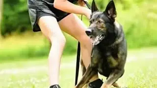&ldquo;German Shepherd &ndash; The Loyal Warrior, Symbol of Intelligence and Courage&rdquo;# Becgie #dog 