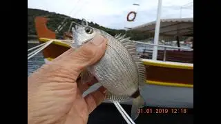 Diplodus annularis  Linnaeus, 1758 Annular seabream   Greece  31 1 2019  by  Theo Fotiadis